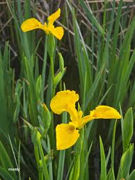 Attēlu rezultāti vaicājumam “Iris pseudacorus leaf”