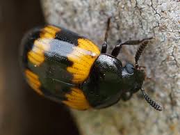 Attēlu rezultāti vaicājumam “Diaperis boleti”