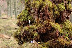 Attēlu rezultāti vaicājumam “Buxbaumia viridis sporophyte”