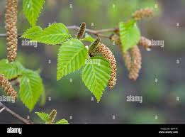 Attēlu rezultāti vaicājumam “Betula humilis female flower”