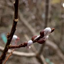 Attēlu rezultāti vaicājumam “Salix aurita”