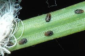 Attēlu rezultāti vaicājumam “Adelges laricis”