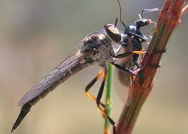 Attēlu rezultāti vaicājumam “Asilidae”