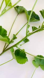 Attēlu rezultāti vaicājumam “Chenopodium album leaf”