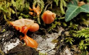 Attēlu rezultāti vaicājumam “Lycogala epidendrum aggr. plasmodium”