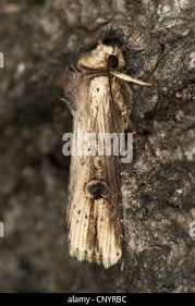 Attēlu rezultāti vaicājumam “Axylia putris”