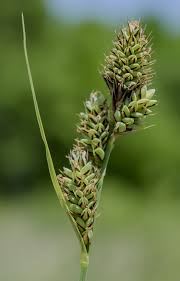 Attēlu rezultāti vaicājumam “Carex buxbaumii”