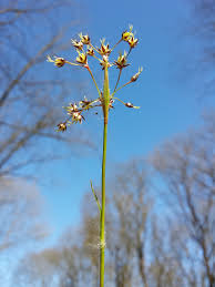 Attēlu rezultāti vaicājumam “Luzula pilosa leaf”