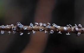 Attēlu rezultāti vaicājumam “Diderma hemisphaericum young”