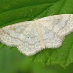 Attēlu rezultāti vaicājumam “Scopula floslactata”