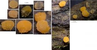 Attēlu rezultāti vaicājumam “Bactridium flavum”