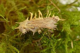 Attēlu rezultāti vaicājumam “Akanthomyces aculeatus”