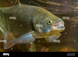 Image result for Aspius aspius