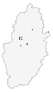 Attēlu rezultāti vaicājumam “Semioscopis avellanella imago”
