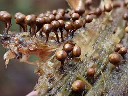 Attēlu rezultāti vaicājumam “Diderma subviridifuscum sessile”