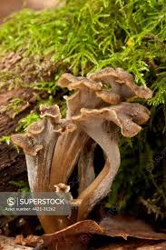 Attēlu rezultāti vaicājumam “Pseudocraterellus”