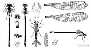 Attēlu rezultāti vaicājumam “Coenagrion armatum male”