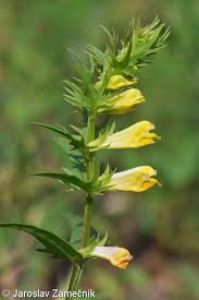 Attēlu rezultāti vaicājumam “Melampyrum pratense leaf”