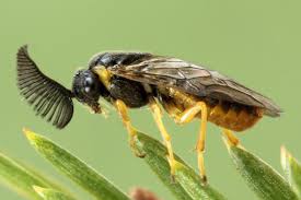 Attēlu rezultāti vaicājumam “Gilpinia”