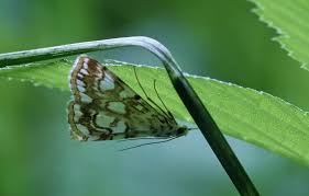 Attēlu rezultāti vaicājumam “Elophila nymphaeata”