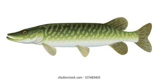 Image result for Esox lucius