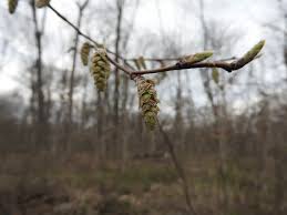 Attēlu rezultāti vaicājumam “Carpinus caroliniana male flower”