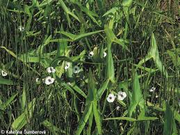 Attēlu rezultāti vaicājumam “Sagittaria sagittifolia”