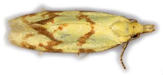 Attēlu rezultāti vaicājumam “Agapeta hamana”