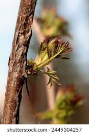 Attēlu rezultāti vaicājumam “Sorbaria sorbifolia bud”