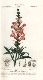 Attēlu rezultāti vaicājumam “Antirrhinum majus”