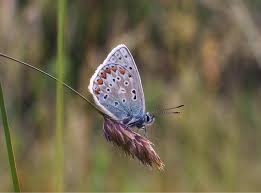 Attēlu rezultāti vaicājumam “Plebejus argus”
