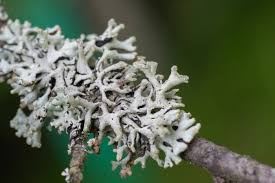 Attēlu rezultāti vaicājumam “Hypogymnia tubulosa”