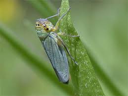 Attēlu rezultāti vaicājumam “Cicadella viridis”