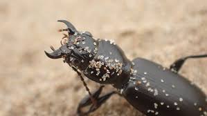 Attēlu rezultāti vaicājumam “Broscus cephalotes”