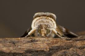 Attēlu rezultāti vaicājumam “Habrosyne pyritoides”