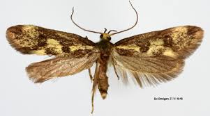 Attēlu rezultāti vaicājumam “Denisia similella”