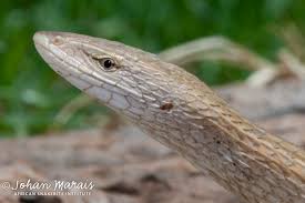 Attēlu rezultāti vaicājumam “Lycogala persicum sessile”