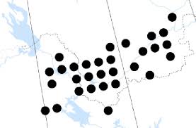 Attēlu rezultāti vaicājumam “Blysmus compressus fruit”