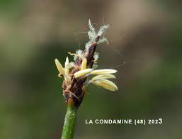 Attēlu rezultāti vaicājumam “Eleocharis uniglumis fruit”