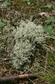 Attēlu rezultāti vaicājumam “Cladonia mitis”