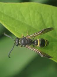 Attēlu rezultāti vaicājumam “Symmorphus sp.”