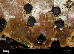 Attēlu rezultāti vaicājumam “Biscogniauxia marginata”