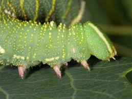 Attēlu rezultāti vaicājumam “Laothoe amurensis”