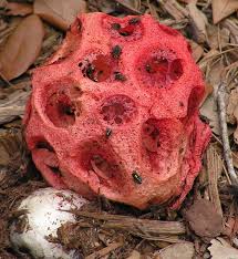 Attēlu rezultāti vaicājumam “Clathrus ruber”