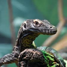 Attēlu rezultāti vaicājumam “Lycogala conicum young”