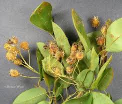 Attēlu rezultāti vaicājumam “Gymnosporangium sp.”