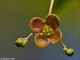 Attēlu rezultāti vaicājumam “Euonymus verrucosus fruit”