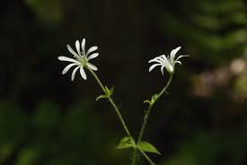 Attēlu rezultāti vaicājumam “Stellaria nemorum flower”