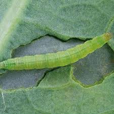 Attēlu rezultāti vaicājumam “Plutella xylostella”