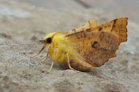 Attēlu rezultāti vaicājumam “Ennomos alniaria”